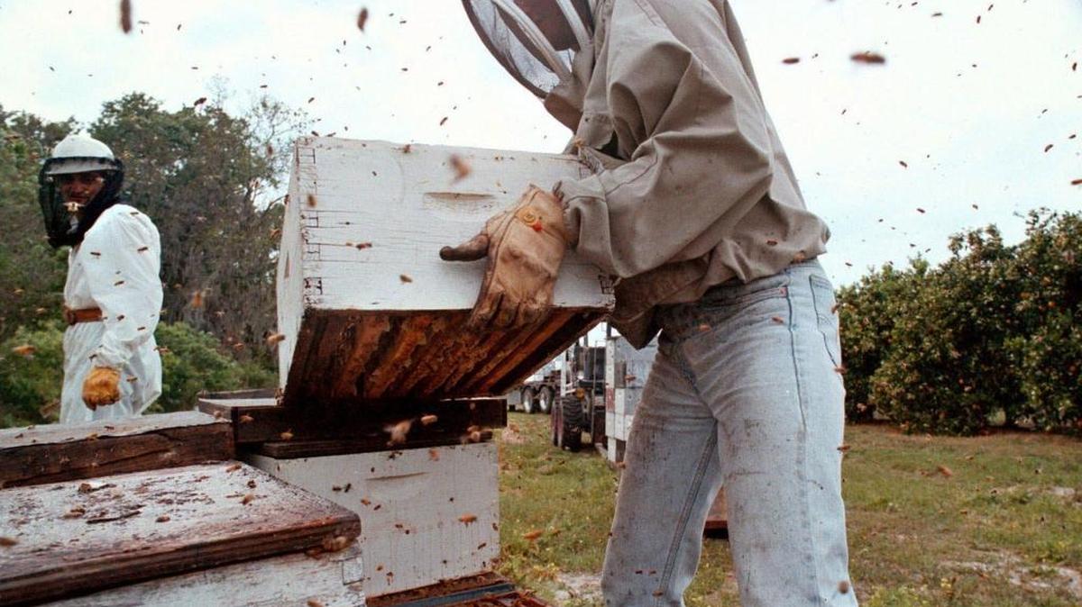Davey Hackenberg pulls a hive full of orange honey in a grove near Dade City. Beekeepers in South Florida have hives in farm fields to pollinate crops and empty land where property owners take advantage of tax breaks, but struggle with vandalism and theft in remote locations.