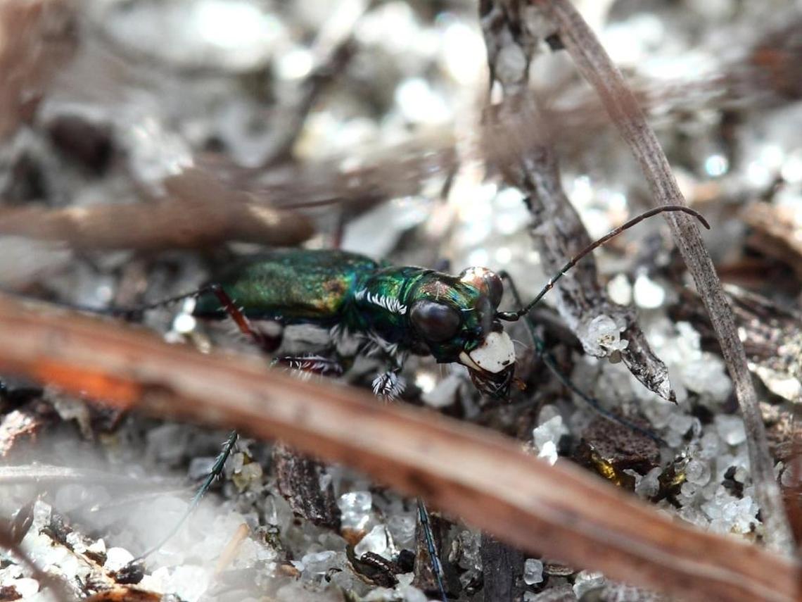 In 2007, researchers discovered the rare tiger beetle living in the pineland now slated for a Walmart-anchored development.