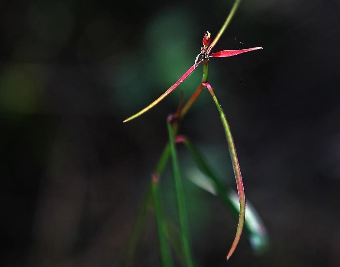 Unlike its larger cousin, the pineland poinsettia has spikey long leaves and delicate flowers and is a state-listed endangered plant.