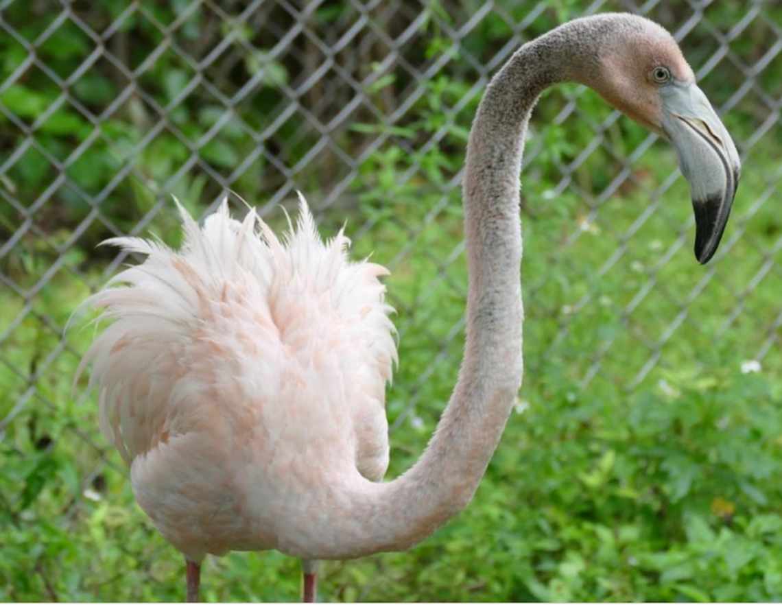 Conchy, a young flamingo rescued from the Boca Chica Naval Air Station, was tagged with a satellite tracker that provided valuable information about how wild flamingos live in Florida Bay.