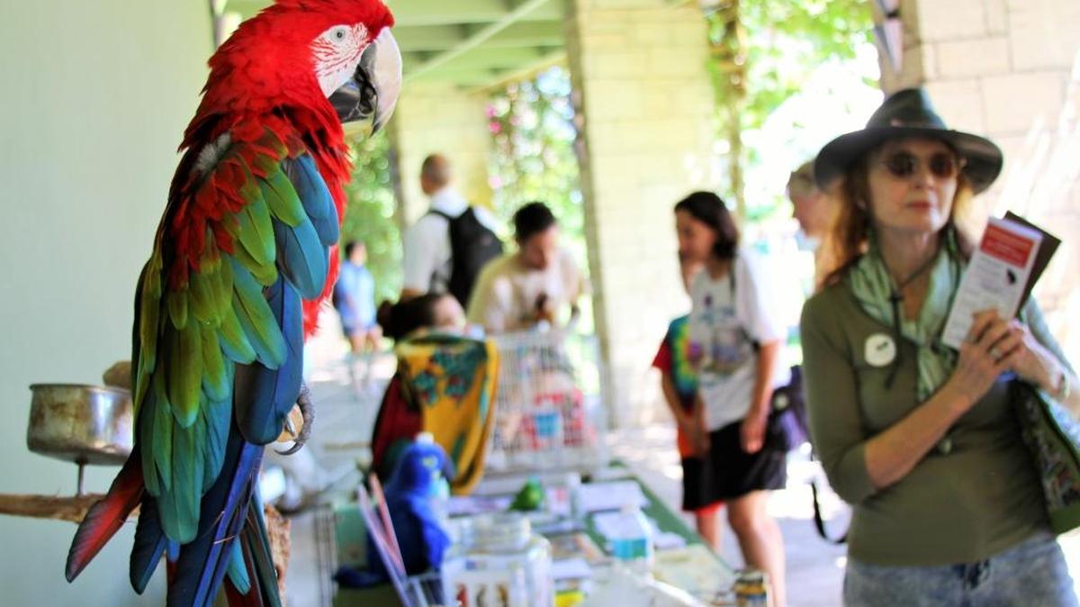 
A macaw takes in his surroundings at the sixth annual Bird Festival, last weekend at Fairchild Tropical Botanic Garden.
