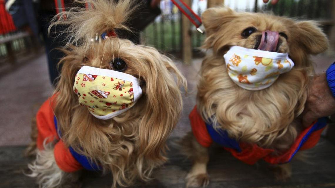 Dogs in Beijing wear masks after reports of a dog flu outbreak in 2009.