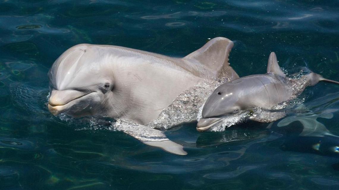 A new study found Atlantic bottlenose dolphin in the Everglades, like these pictured here, have high levels of mercury.