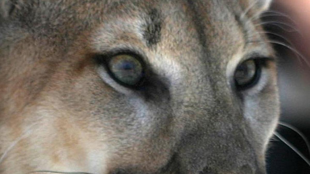 
This week wildlife managers found a dead female panther in the Big Cypress National Preserve. The two and a half-year-old female, which had been killed by another panther, was the 26th death this year, nearing the 33 record-setting deaths marked last year. 
