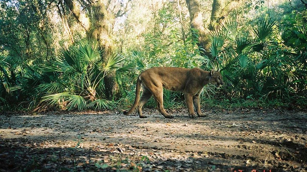Florida panthers are protected under the Endangered Species Act