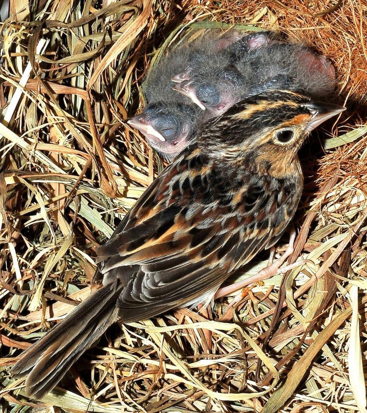 A grasshopper sparrow and three hatchlings.