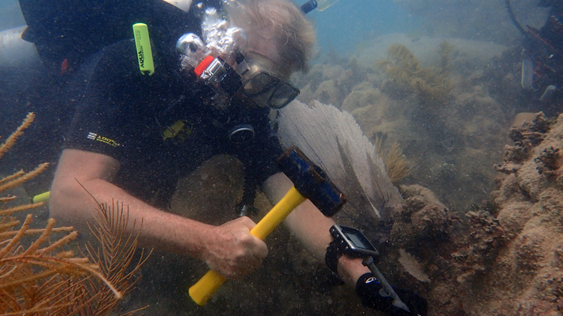 Marine biologist Rudiger Bieler collects samples from a reef near a wrecked ship south of Key West where he found an exotic worn snail. Bieler conducted DNA tests on the snails that found their closest relative lives in the Pacific.