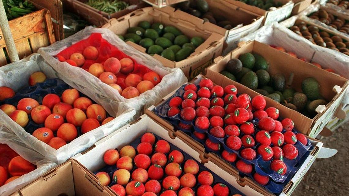 
Oriental fruit flies can infest a wide array of crops, including tomatoes, peaches, mangoes, peppers and avocados, or about 95 percent of the crops grown in South Florida. 
