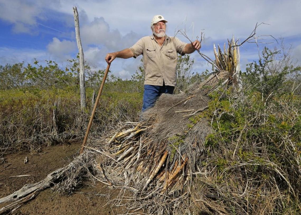 Botanist and author Roger Hammer, pictured with a champion cowhorn orchid that died after getting toppled by Hurricane Irma. Over the years, Hammer has led repeated outings to view the orchid, which he suspects began growing after Hurricane Donna in 1960. The orchid measured nearly four feet across, he said.