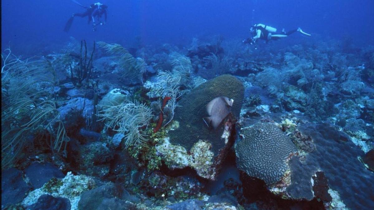 Scientists fear a global bleaching event that has now become the largest on record could hit Florida’s 220-mile reef tract, the nation’s only shallow inshore reef.