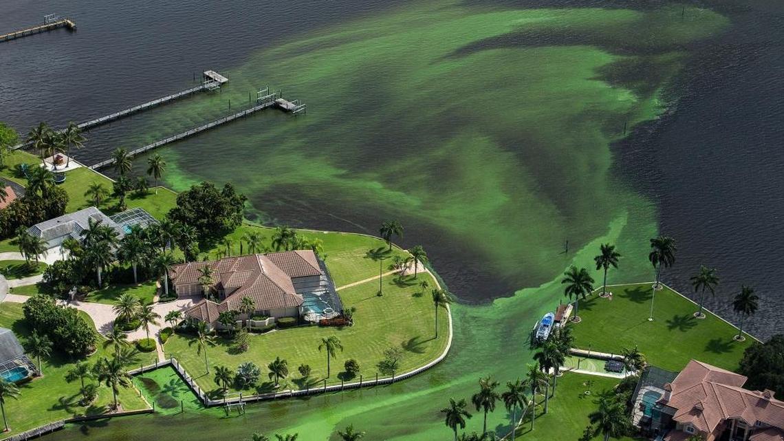 An aerial photo shows blue-green algae enveloping an area along the St. Lucie River in Stuart. Officials want federal action along the stretch of Florida's Atlantic coast where the governor has declared a state of emergency over algae blooms. The Martin County Commission is inviting the president to view deteriorating water conditions that local officials blame on freshwater being released from the lake, according to a statement released Wednesday.