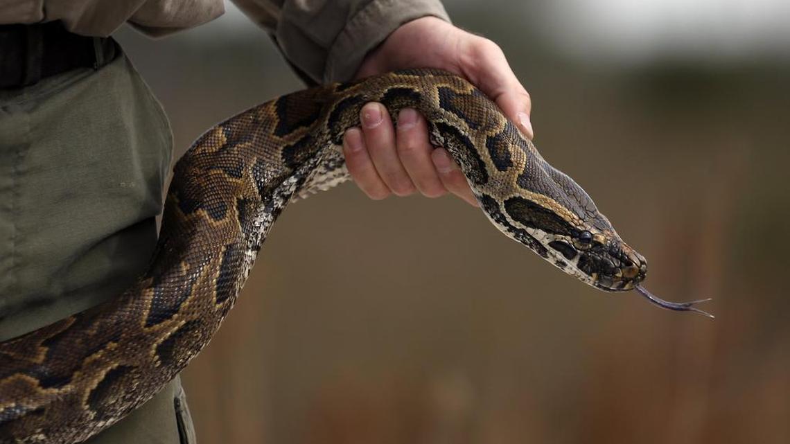 
For the first time, participants in a state-sponsored bounty hunt will be allowed to stalk a national park that is ground zero for the invasive snake.


