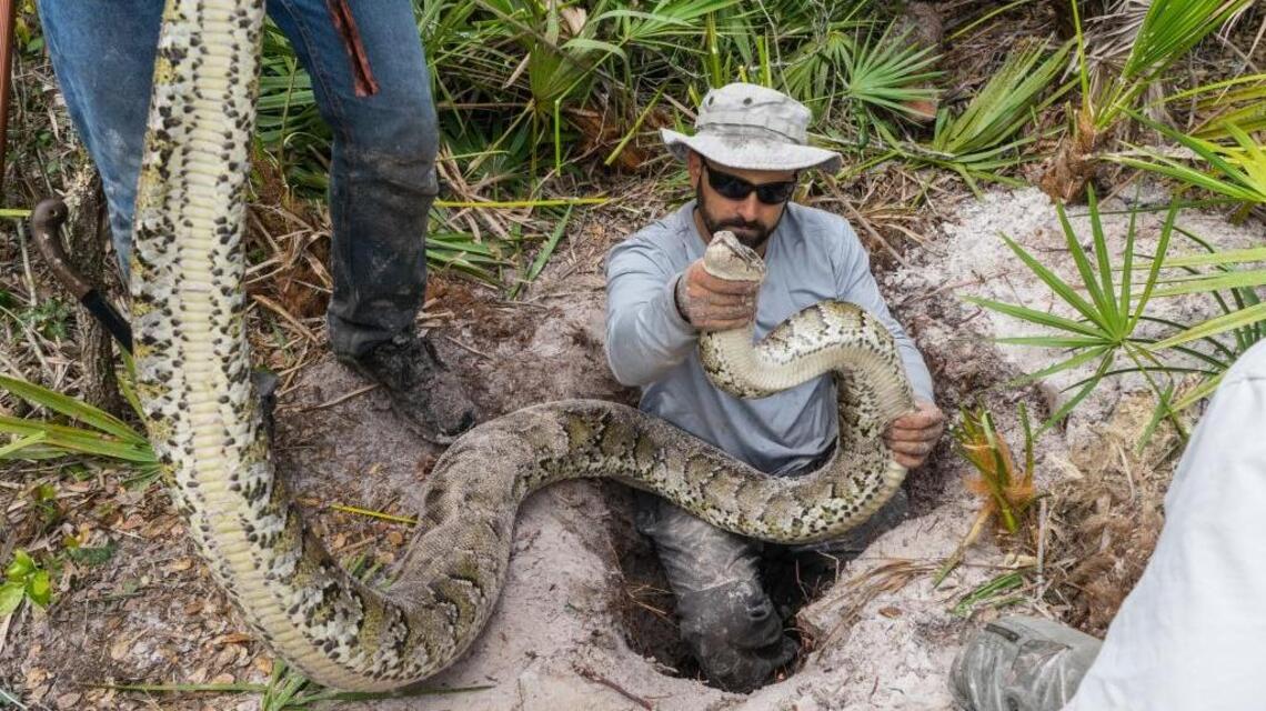 Florida research team bags a ton of Burmese pythons | Miami Herald