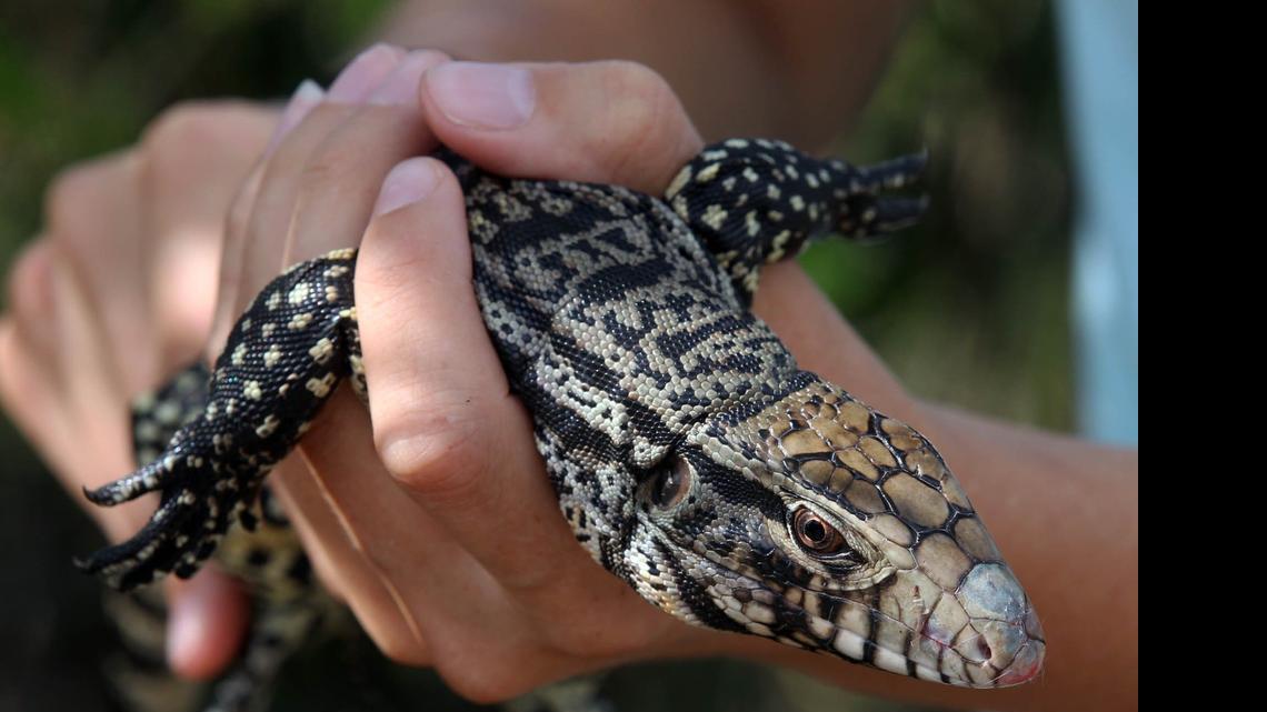 
University of Florida wildlife biologist Lindsey Garner holds an Argentine tegu trapped in the southern Everglades. Biologists fear the number of invasive reptiles is increasing and may threaten native wildlife.
