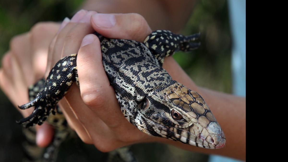 
University of Florida wildlife biologist Lindsey Garner holds an Argentine tegu trapped in the southern Everglades. Biologists fear the number of invasive reptiles is increasing and may threaten native wildlife.
