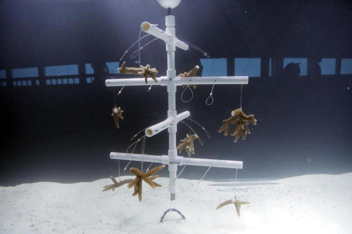 In a joint effort to advance the conservation and restoration of reefs, Miami Seaquarium and University of Miami’s Rosentiel School of Marine and Atmospheric Science unveiled the new exhibit, Rescue a Reef, a 500-gallon jewel tank aquarium showcasing the university’s coral reef restoration program.