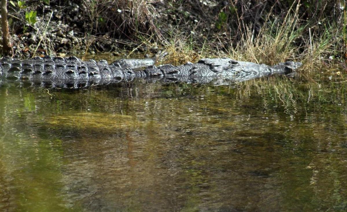 A study by a three-judge panel for the Nuclear Regulatory Commission will consider the nesting grounds for crocodiles that appeared after the canals were dug, which helped push the crocs off the endangered species list.
