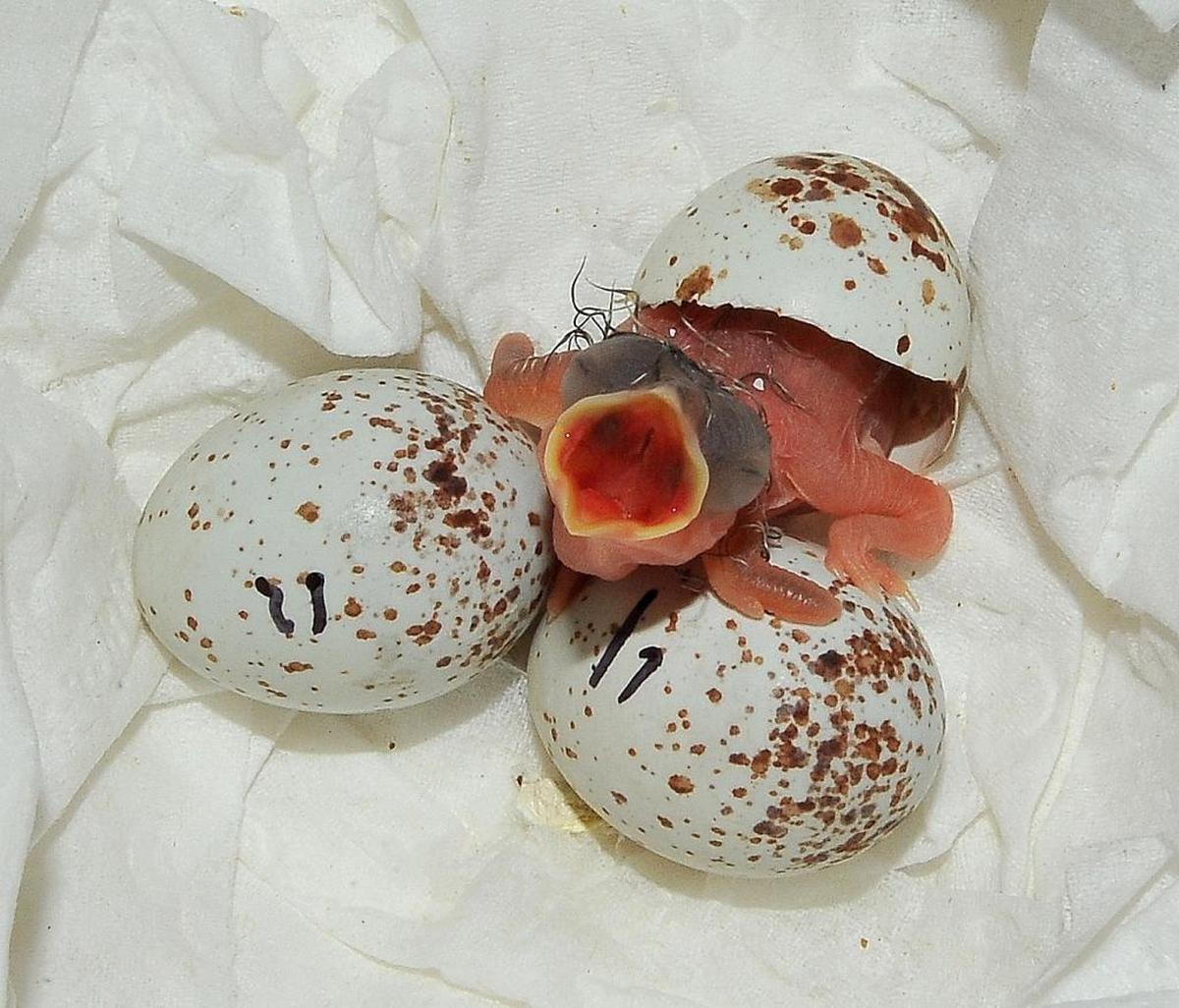 Endangered grasshopper sparrows were successfully bred in captivity in 2016. Now scientists are in a race to understand a new disease that is killing young captive birds, and to determine how it’s affecting birds in the wild.
