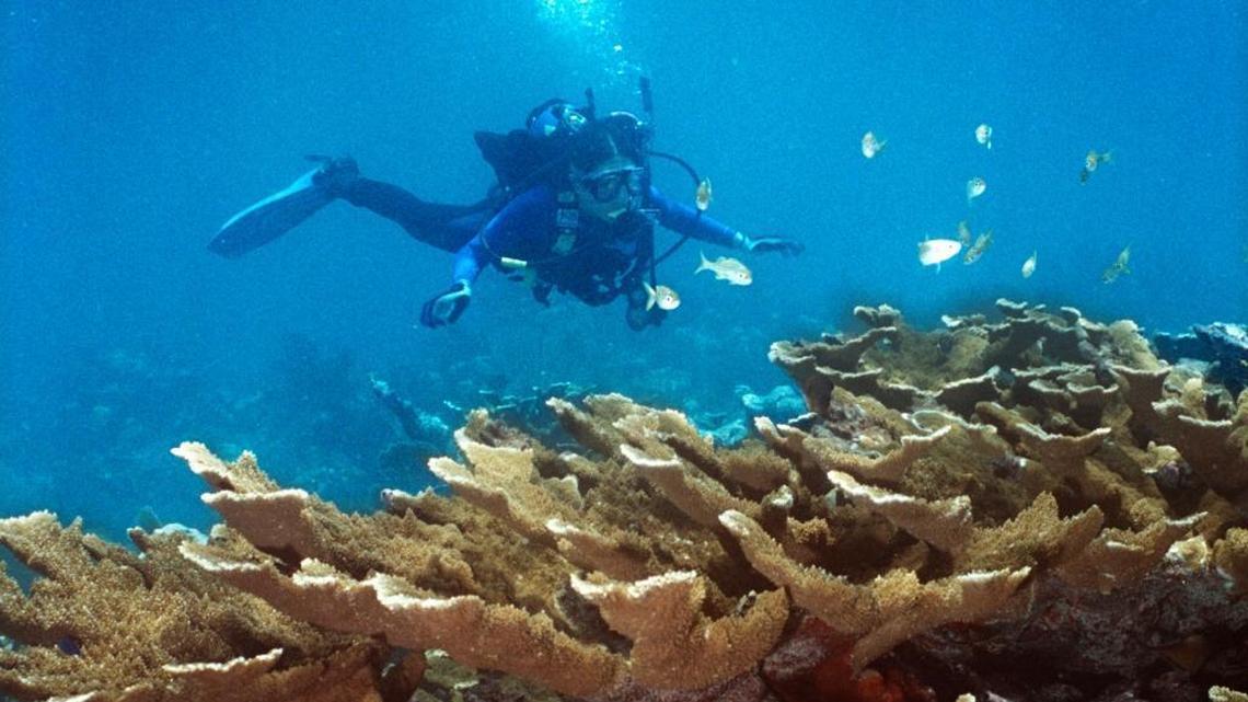 A diver explores coral in John Pennekamp Coral Reef State Park. Scientists say the sea floor in parts of the region has eroded over the last eight decades.