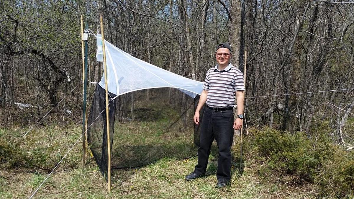 Entomologist Jose Fernandez-Triana, pictured here with a wasp trap, has identified a new species which was collected more than three decades ago. The Keylimepie peckorum is the first new wasp of its kind to be identified in more than four decades.