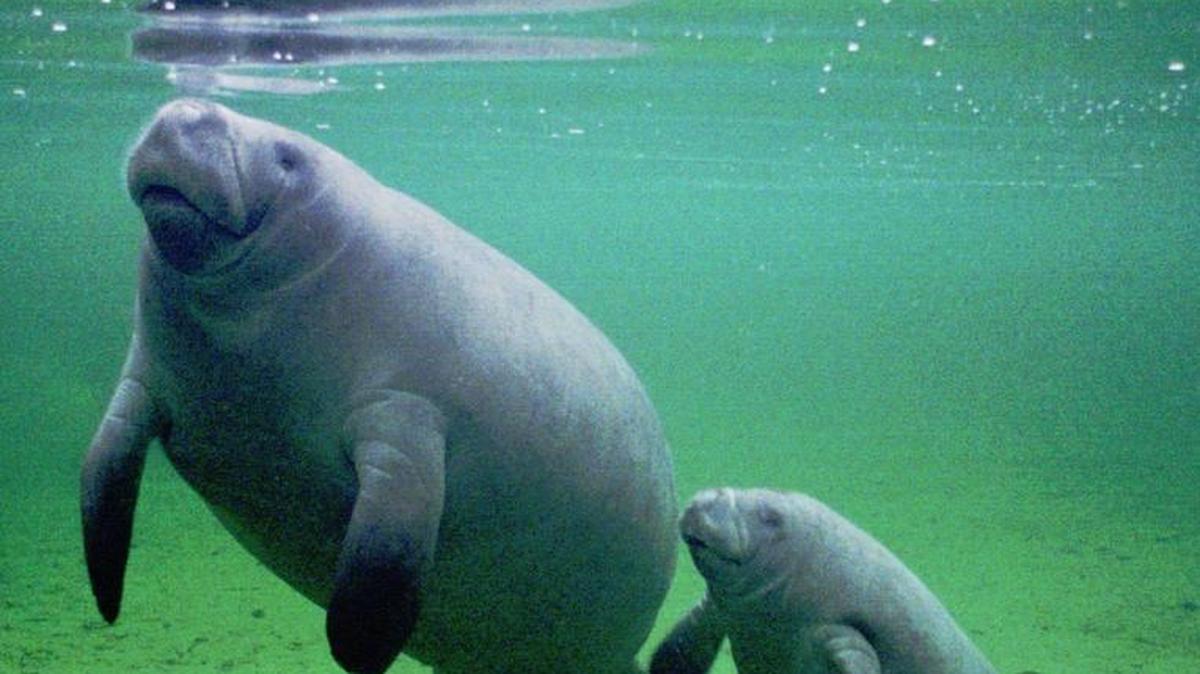 A mother manatee and her calf found warm waters in Blue Springs State Park.