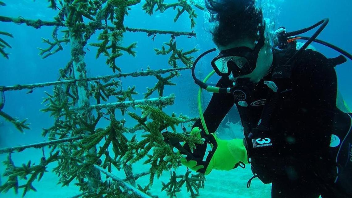 A diver prunes staghorn coral from a University of Miami nursery later transplanted off Key Biscayne as part of the Rosentiel School of Marine and Atmospheric Science’s Rescue a Reef program. The project is helping rebuild South Florida’s ailing reef tract.