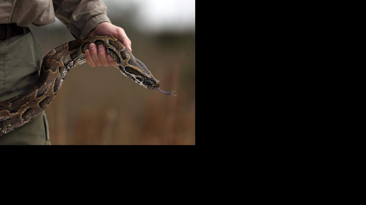
The rock python first turned up about 2001 and has so far only been spotted in the 2,800-acre Bird Drive basin off the Tamiami Trail. But fear that rock pythons could explode like the Burmese prompted the state for the first time to hire a biologist whose sole job is to ferret out the invasive species.
