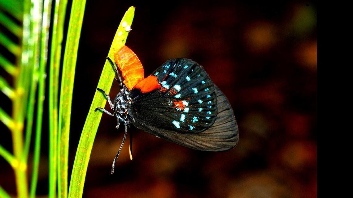 
The Florida atala butterfly, pictured here laying eggs on a Florida coontie, was one of five butterflies FIU reseacher Gary Rand used to in research that found routine spraying for mosquitoes is more damaging to butterflies than previously thought.
