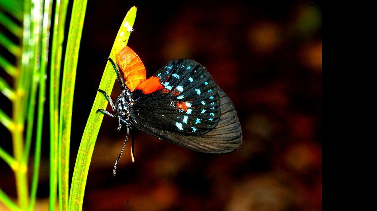 
The Florida atala butterfly, pictured here laying eggs on a Florida coontie, was one of five butterflies FIU reseacher Gary Rand used to in research that found routine spraying for mosquitoes is more damaging to butterflies than previously thought.
