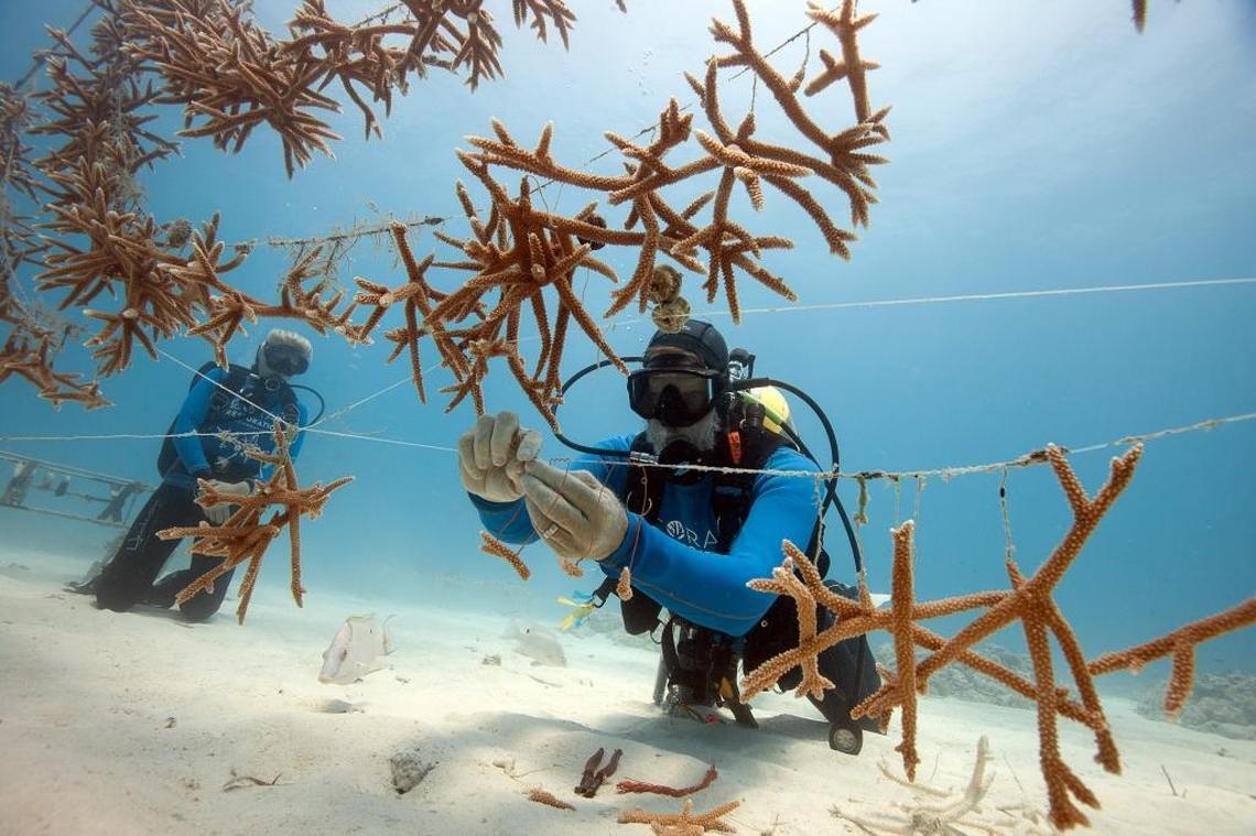 With increased bleaching events, disease and pollution decimating reefs worldwide, restoration work that includes planting nursery-grown coral, like this one off Key Largo, has expanded.