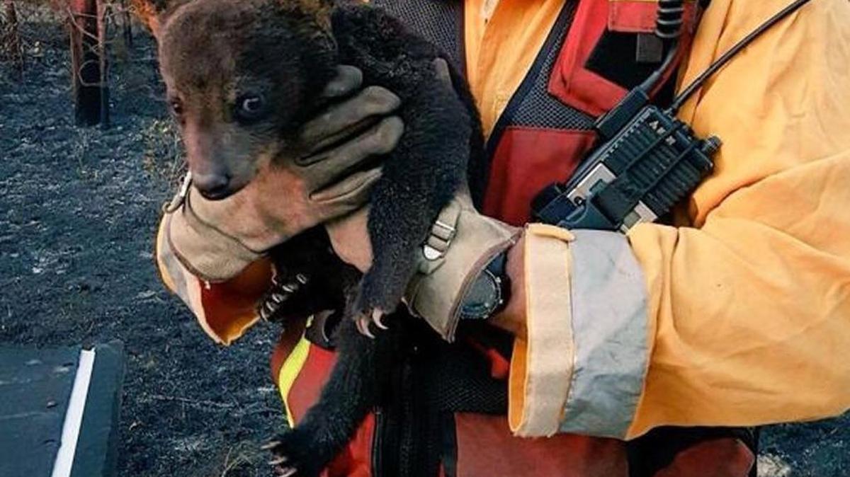 A 6-pound black bear was rescued from a wildfire in Lake County last week and later was named Smokey Jr. Unable to find his mother, a wildlife agency took the cub to Lowry Park Zoo.