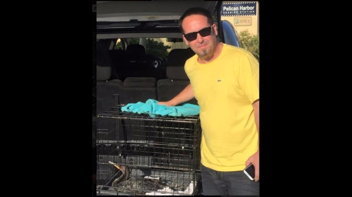An unidentified driver for Uber drops an injured bird off at Pelican Harbor Seabird Station. The wildlife hospital often uses the Uber service to get injured birds and other animals to its center.