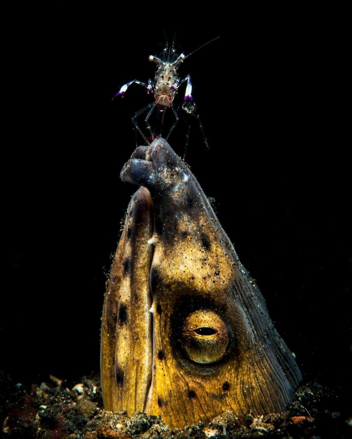 Overall winner: A cleaner shrimp perched on the nose Black-Saddle Snake Eel in Indonesia.