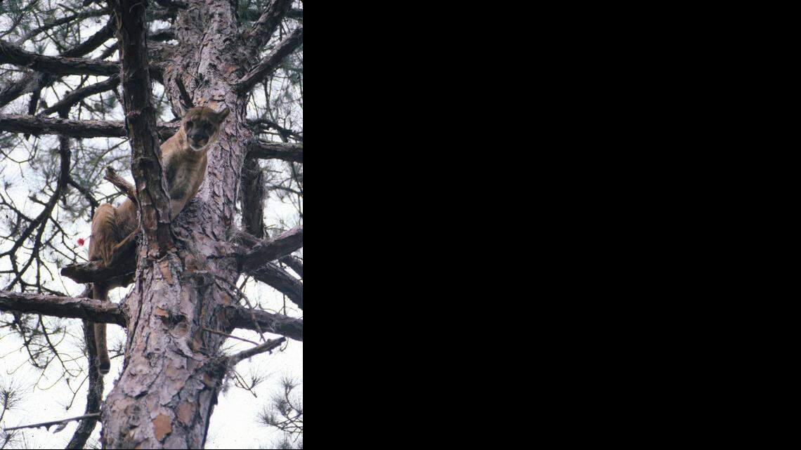 
A record 30 endangered Florida panthers have been killed in 2014, more than any other year recorded. Wildlife officers say only 100 to 180 of the rare cats remain. This panther, photographed in 1988, was darted and captured. 
