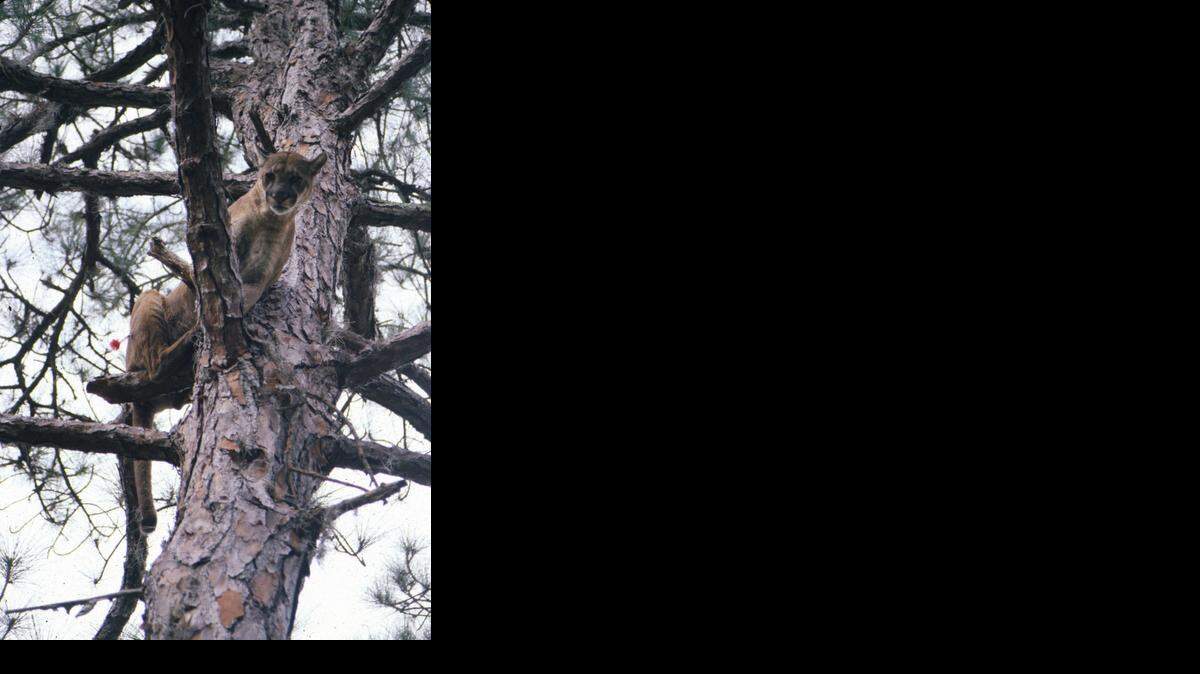 
A record 30 endangered Florida panthers have been killed in 2014, more than any other year recorded. Wildlife officers say only 100 to 180 of the rare cats remain. This panther, photographed in 1988, was darted and captured. 
