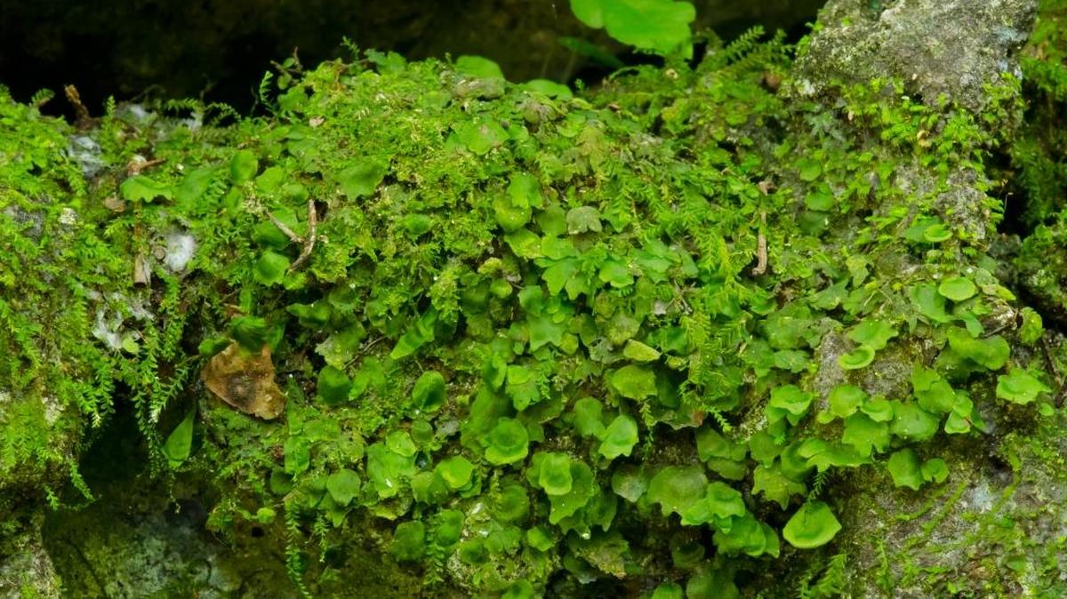 
Federal wildlife managers announced this week that the bristle fern, shown here growing in the Hattie Bauer Hammock Preserve, will be added to the endangered species list. The fern that once grew throughout Miami’s limestone ridge now coveres just 155-square feet in Miami-Dade and Sumter counties. 
