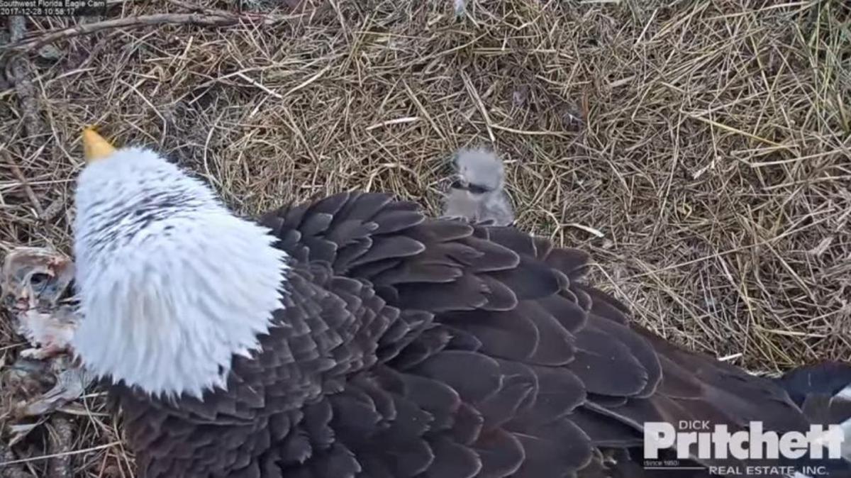 Eaglet E11 was born to Harriet and her mate, M15, on Dec. 27, 2017. The world watched the hatching of the pair’s latest baby on Southwest Florida Eagle Cam.
