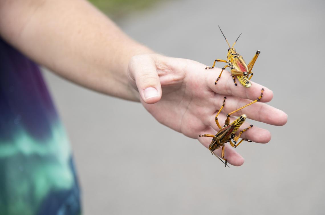 Elizabeth Tonsmeire holds two lubber grasshoppers while visiting the Anhinga Trail at Everglades National Park.