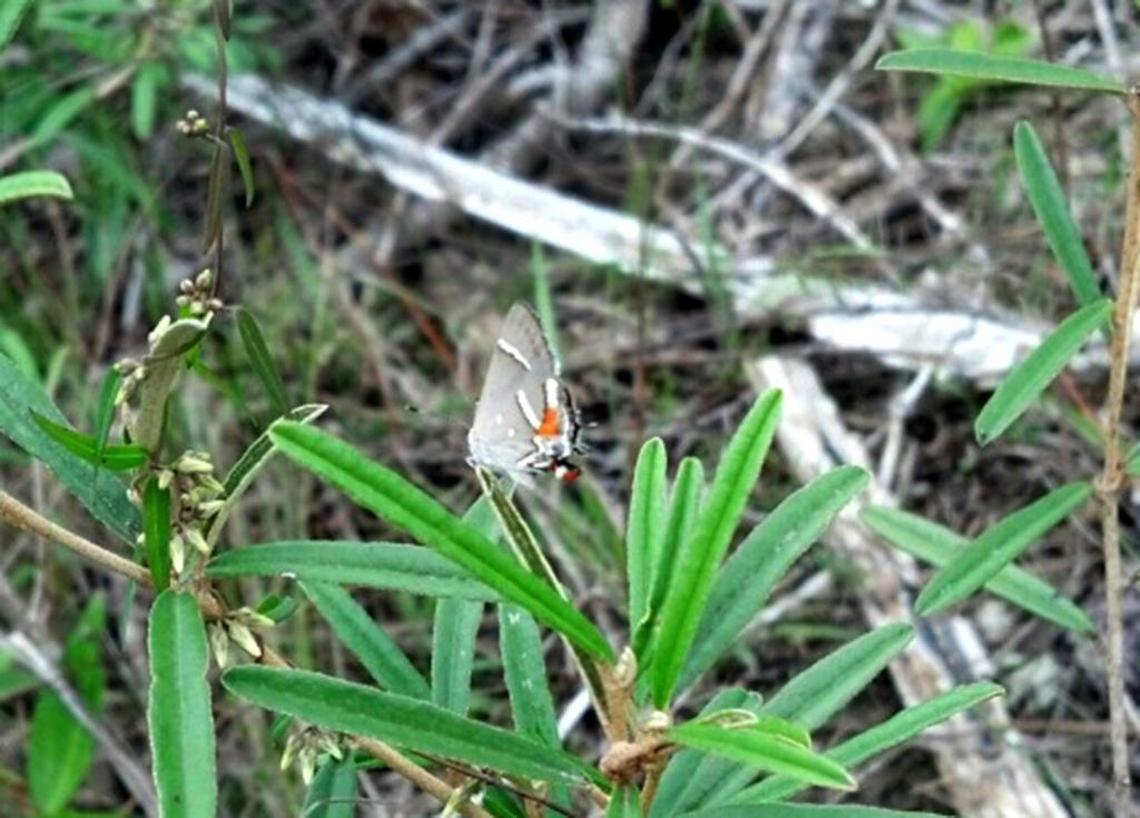 The Bartram’s hairstreak is an endangered butterfly found only in pine rockland.