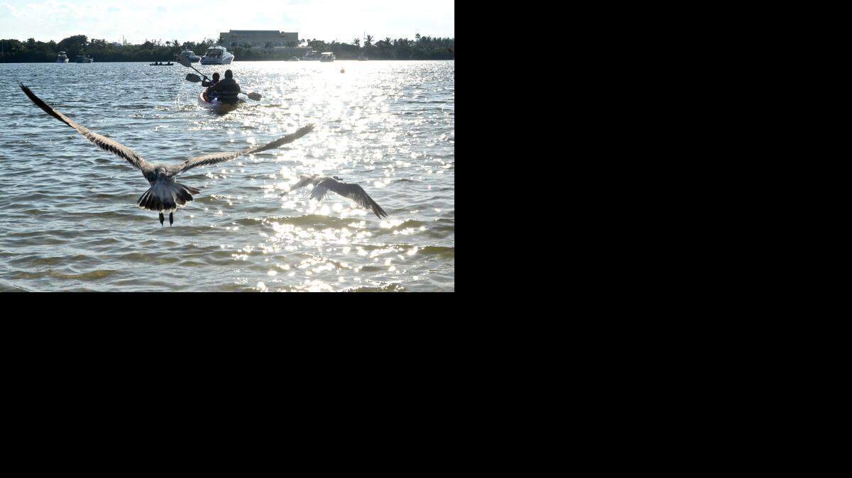 
A sewage spill is affecting the Oleta River and surrounding waterways.