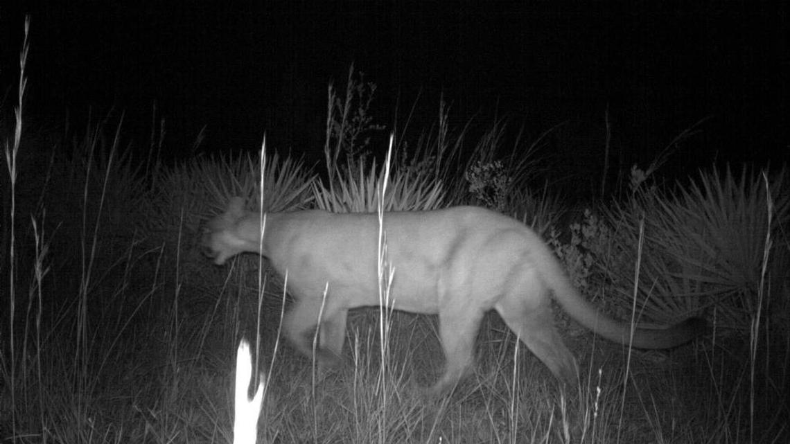 A trail camera captured this image of a panther state biologists say is the first female in 40 years documented north of the Caloosahatchee River.