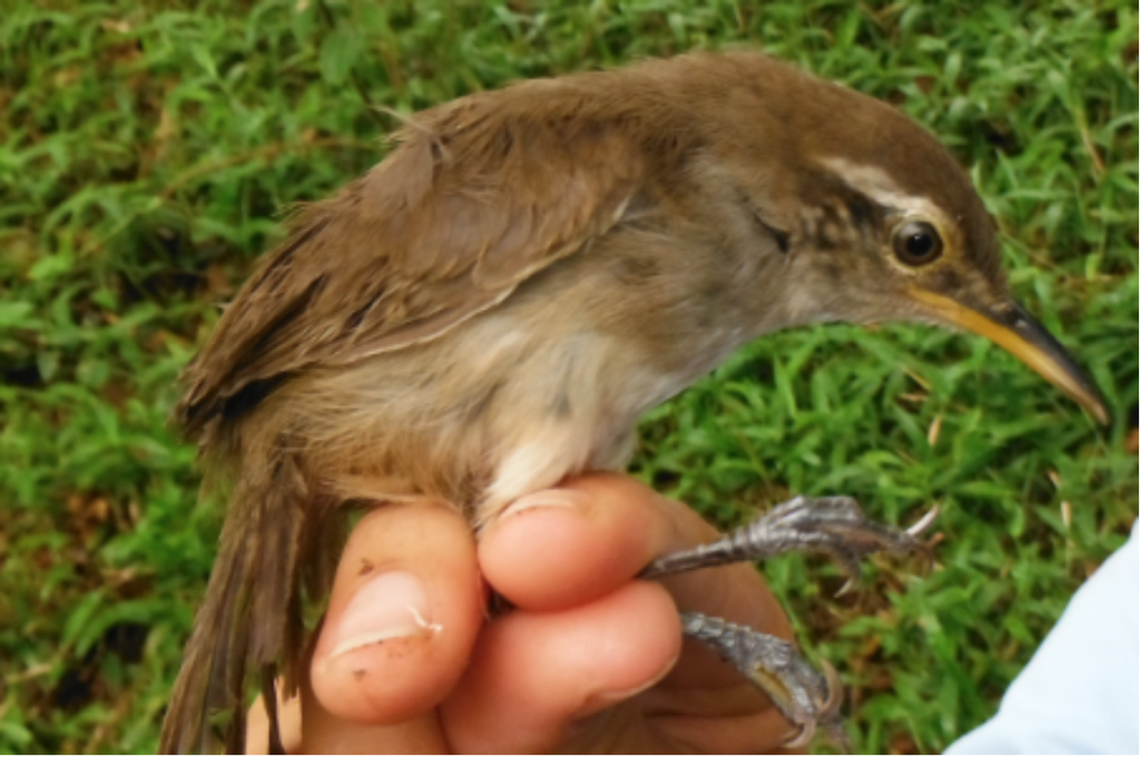 A juvenile wren with a yellow beak and grey eyes. Rivera-Caceres found from studying juveniles like this one, that the complex call of the canebrake wren requires more practice than scientists had thought.