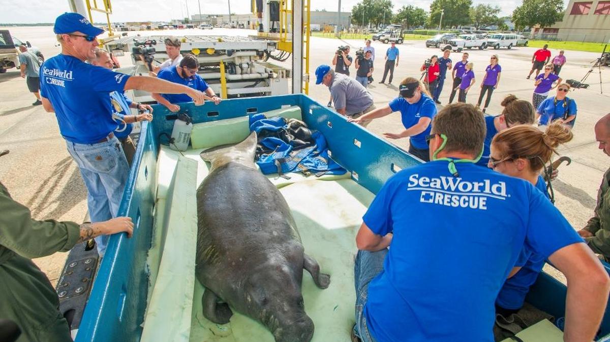 Washburn the pregnant manatee was discovered far from her native Florida in life-threateningly cold water. The Coast Guard flew her to SeaWorld this week for rehabilitation.