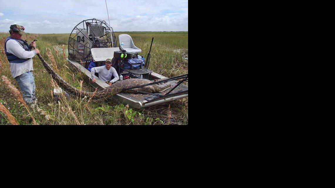 
This Burmese python was captured in the Everglades in 2011 after it consumed a full-sized deer.
