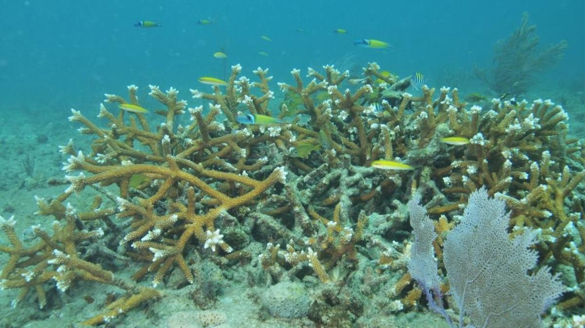 Diver Dan Burdeno photographed these staghorn coral in February about 2,500 feet from the Port Everglades channel. Environmentalists worry a survey of coral that could be damaged by a dredging project overlooked these colonies.