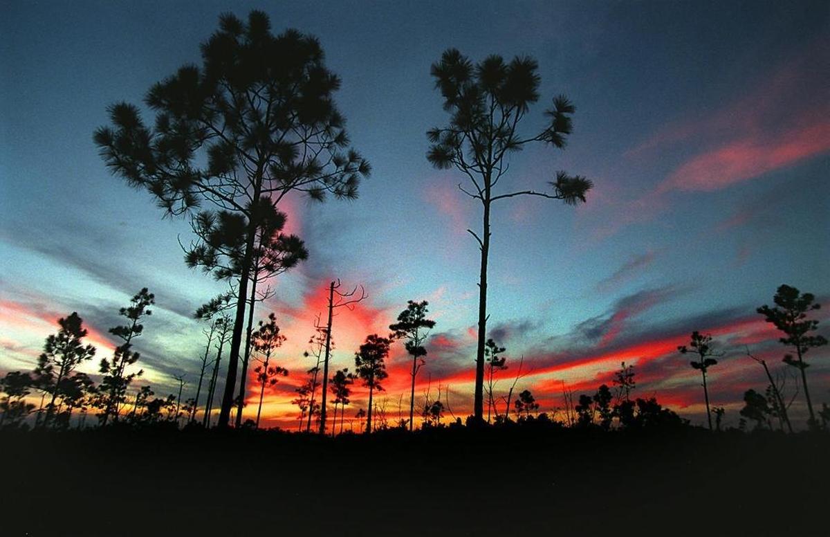 Big Cypress National Preserve is home to some of the last remaining pine rocklands and provides habitat for the endangered Florida panther.