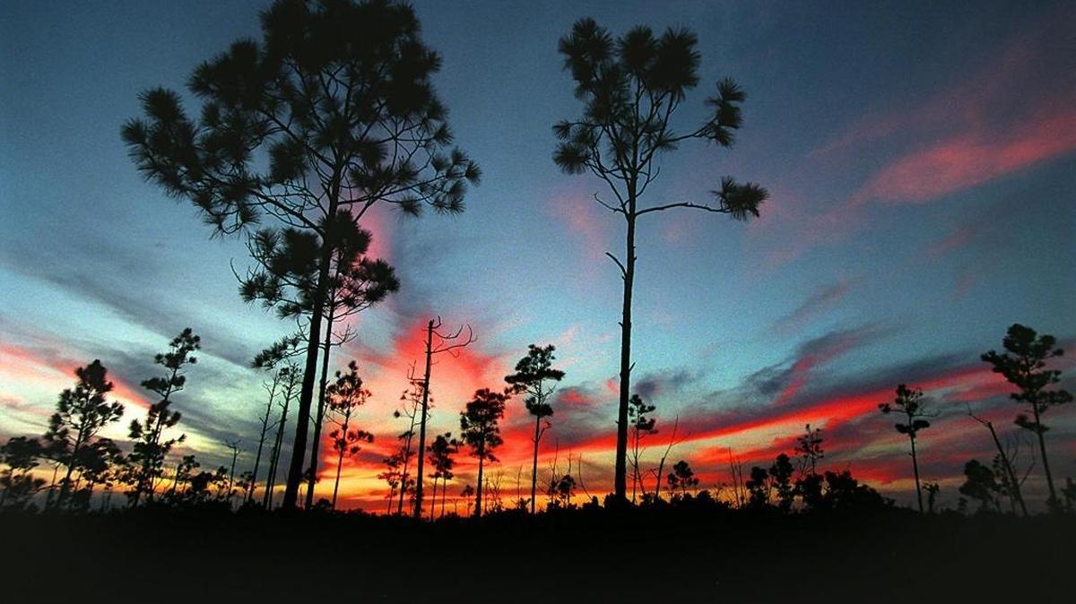 Much of the pine rocklands that remain are located in Everglades National Park. Only 2 percent remains outside the park and Big Cypress National Preserve.