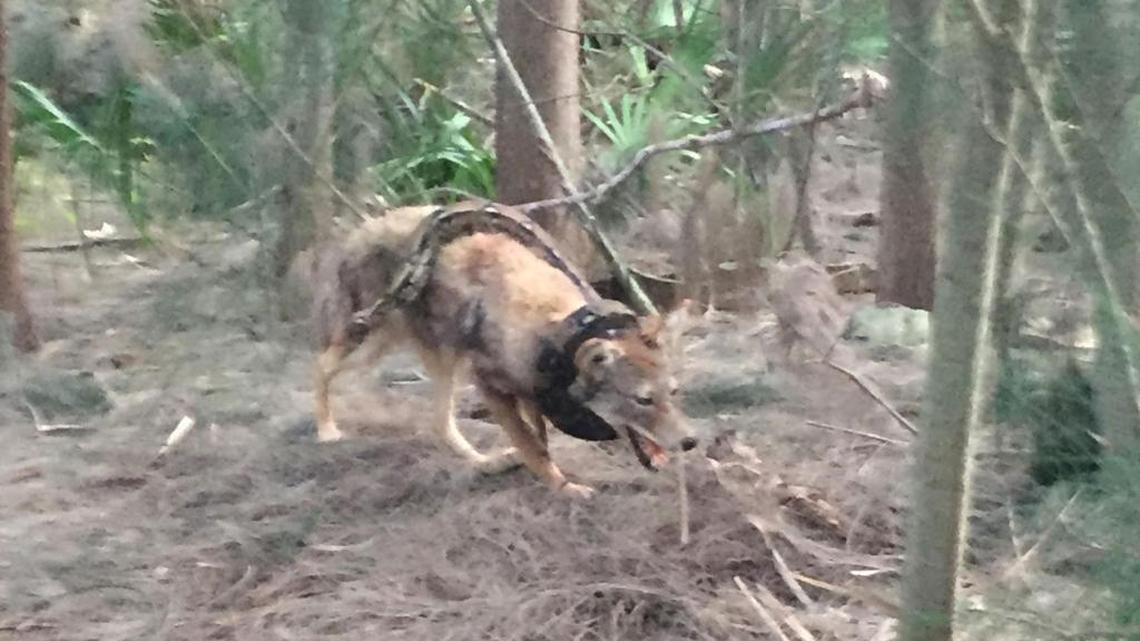 This photo provided to the Herald shows a coyote and snake apparently in the midst of a struggle.