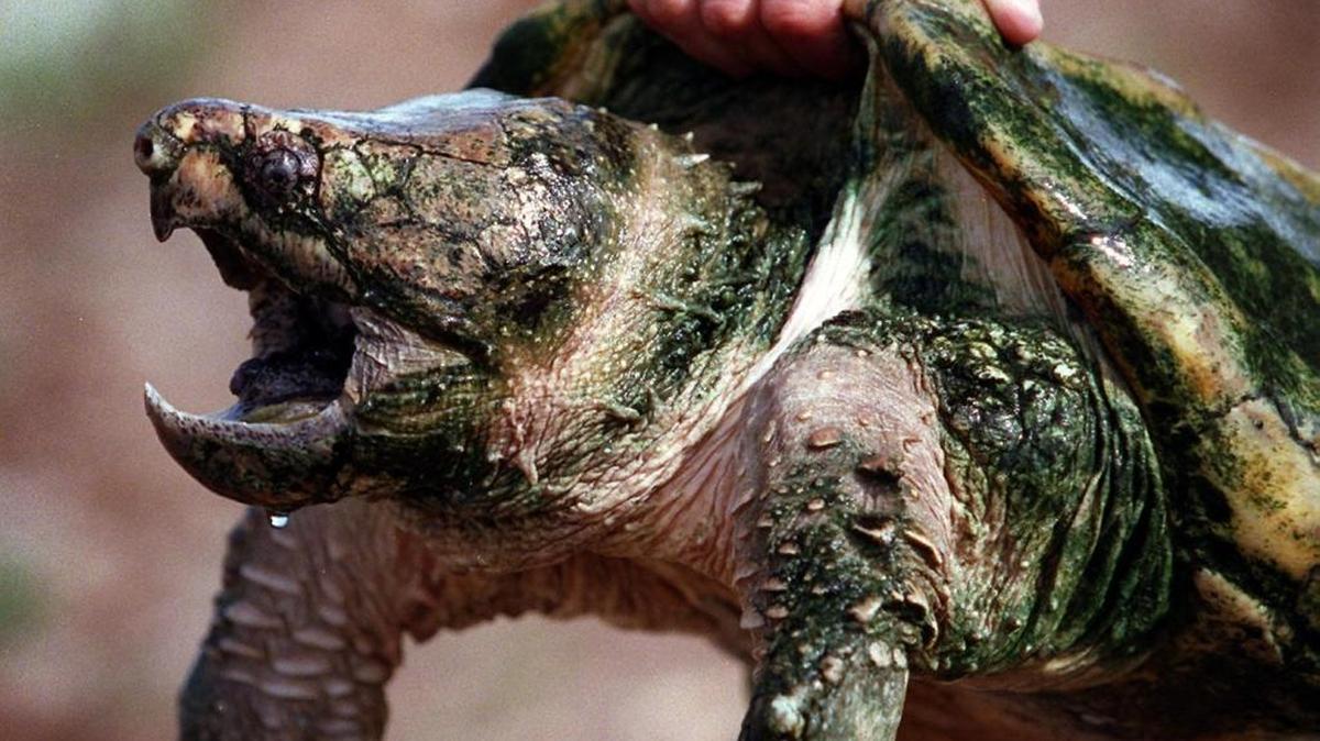 An alligator snapping turtle.