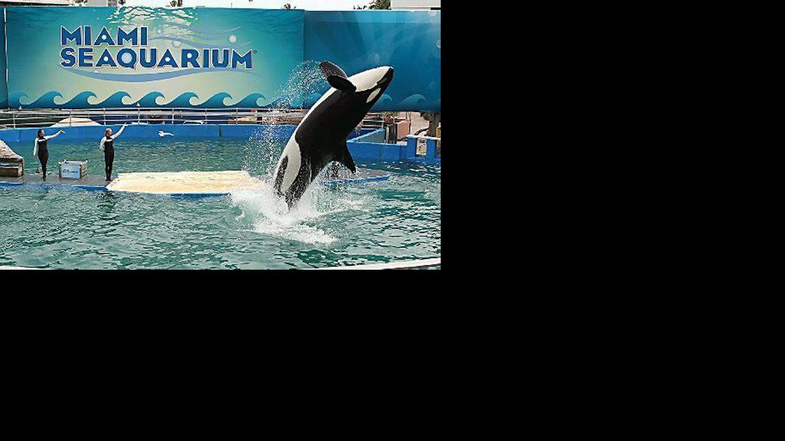 
Activists are in federal court in Miami on Tuesday challenging whether Lolita’s tank at the Miami Seaquarium meets federal standards. 
